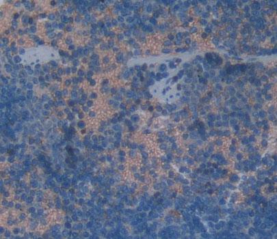 Polyclonal Antibody to Killer Cell Lectin Like Receptor Subfamily K, Member 1 (KLRK1)