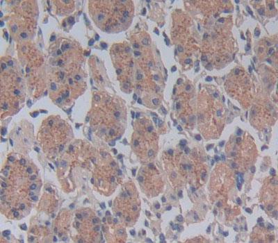 Polyclonal Antibody to Cell Division Cycle Protein 23 (CDC23)