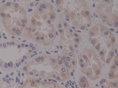 Polyclonal Antibody to Netrin 4 (Ntn4)