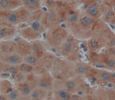 Polyclonal Antibody to Fetuin B (FETUB)