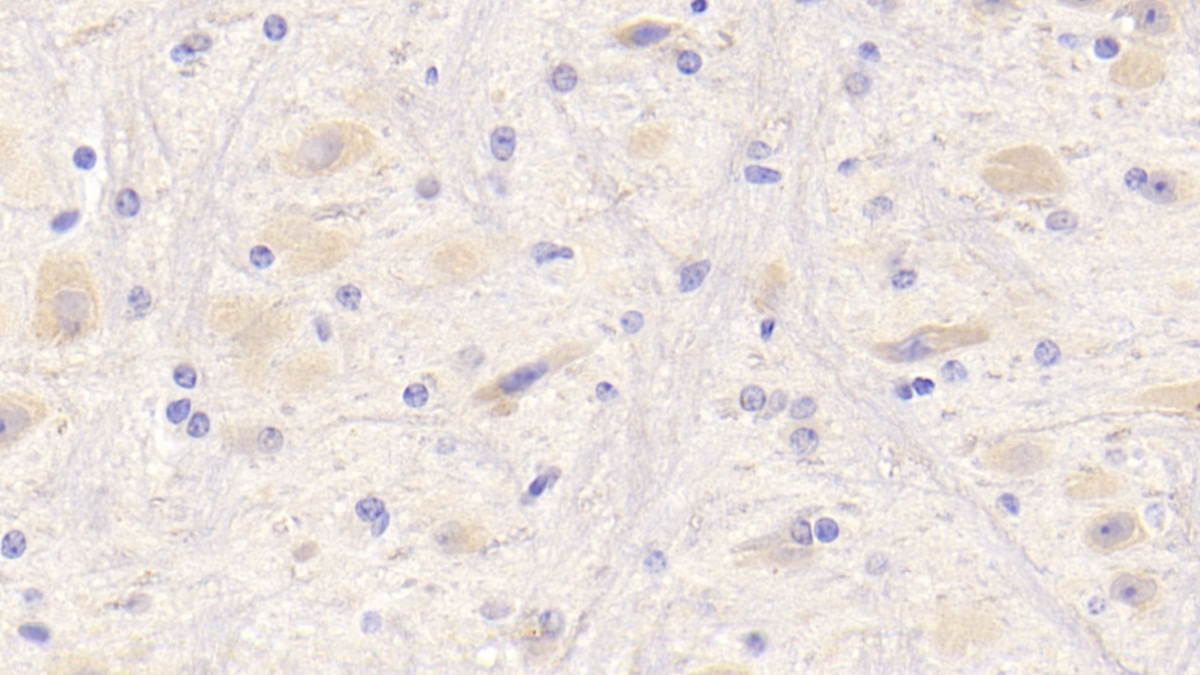 Polyclonal Antibody to Neuregulin 1 (NRG1)