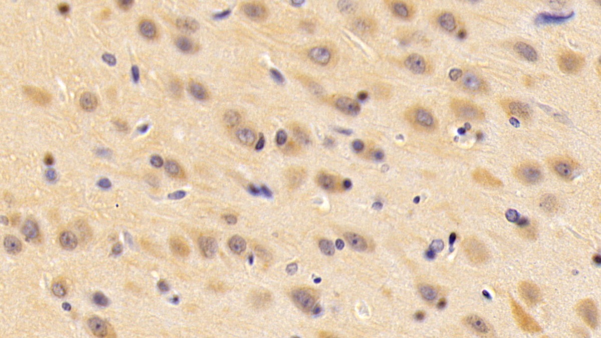 Polyclonal Antibody to Fibroblast Growth Factor 10 (FGF10)