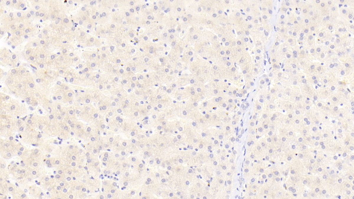 Polyclonal Antibody to Apolipoprotein C3 (APOC3)