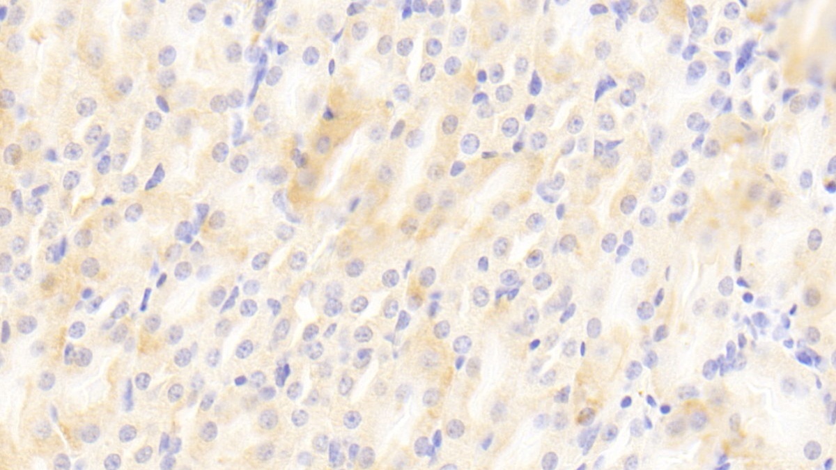 Polyclonal Antibody to Monokine Induced By Interferon Gamma (MIg)