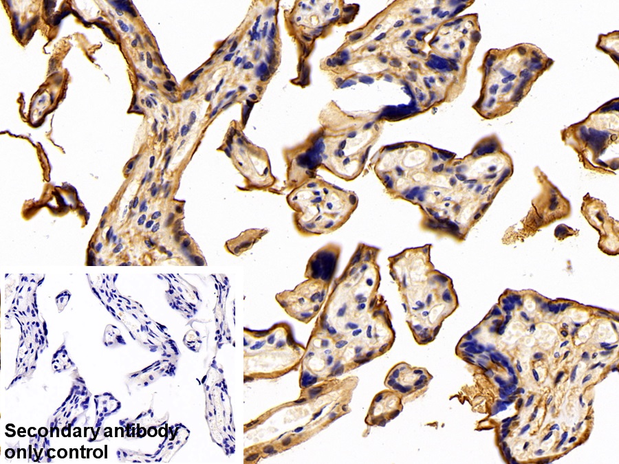 Polyclonal Antibody to Annexin A2 (ANXA2)