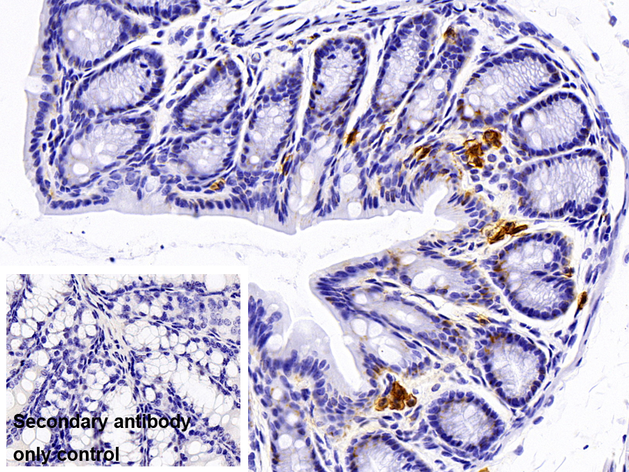 Polyclonal Antibody to Syndecan 1 (SDC1)