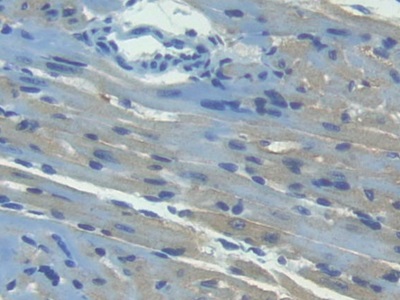 Polyclonal Antibody to Interferon Inducible T-Cell Alpha Chemoattractant (ITaC)