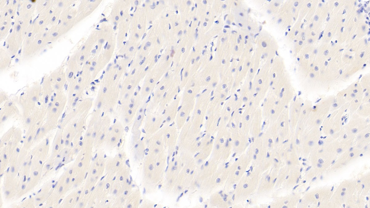 Polyclonal Antibody to Bone Morphogenetic Protein 3 (BMP3)