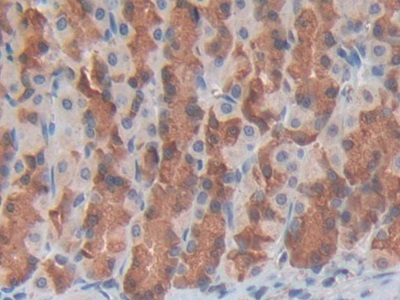 Polyclonal Antibody to Growth Differentiation Factor 3 (GDF3)