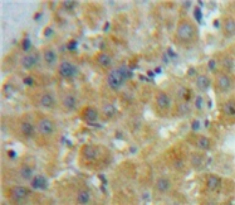 Polyclonal Antibody to Growth Differentiation Factor 10 (GDF10)