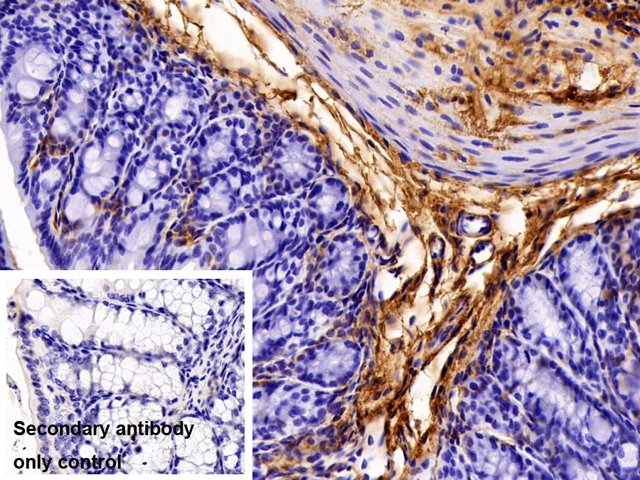 Polyclonal Antibody to Collagen Type VI Alpha 1 (COL6a1)