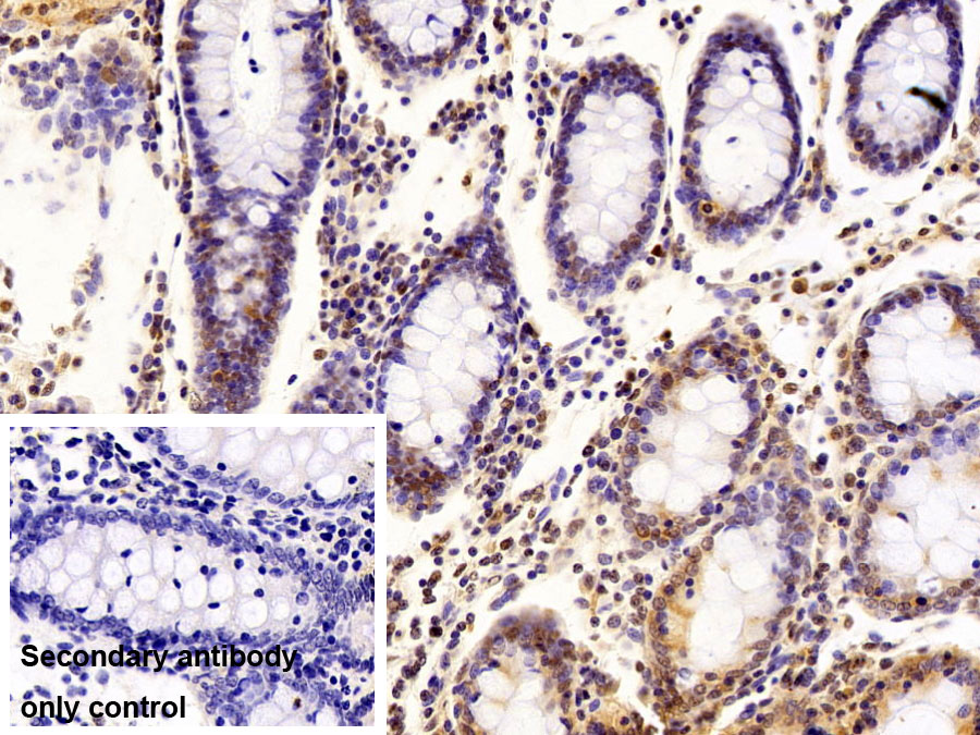 Polyclonal Antibody to Nuclear Mitotic Apparatus Protein 1 (NUMA1)