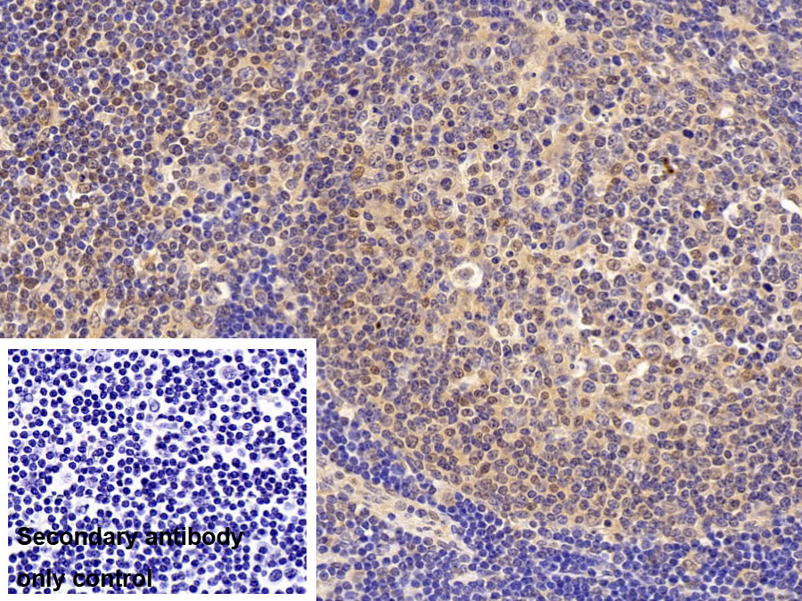 Polyclonal Antibody to Nuclear Mitotic Apparatus Protein 1 (NUMA1)