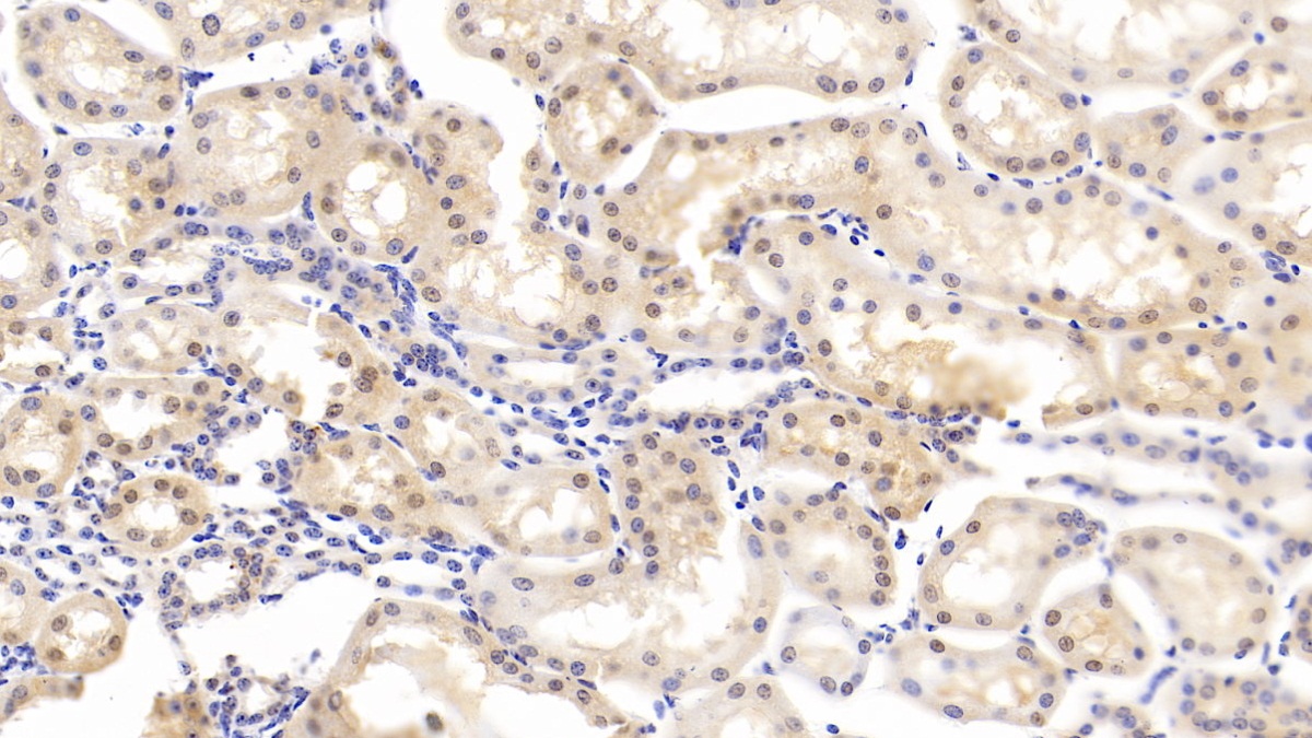 Polyclonal Antibody to Caspase 6 (CASP6)