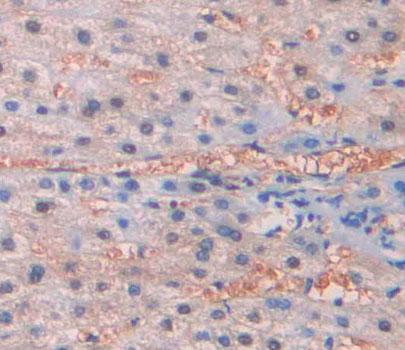 Polyclonal Antibody to Cytochrome C Oxidase Subunit VIc (COX6c)