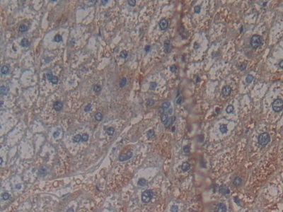 Polyclonal Antibody to Cryptochrome 1 (CRY1)