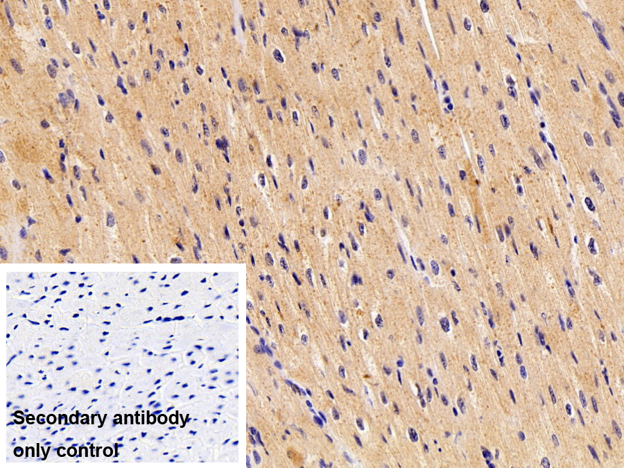 Polyclonal Antibody to Dermatopontin (DPT)