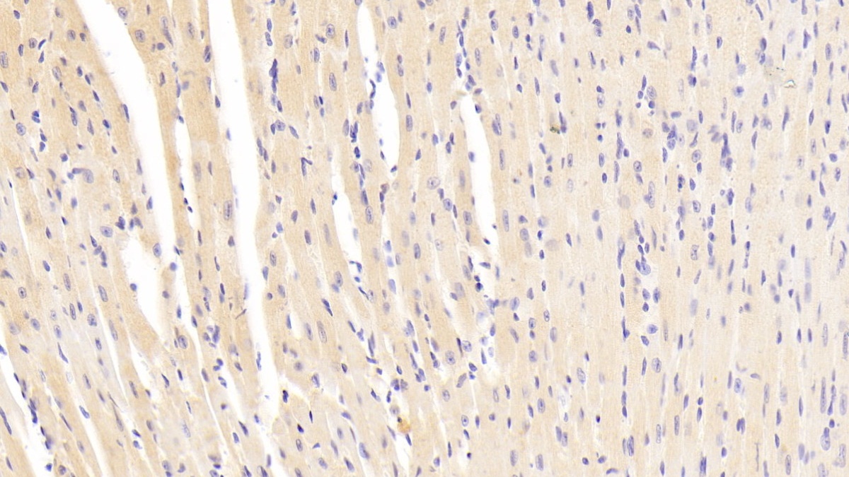 Polyclonal Antibody to Ectodysplasin A (EDA)