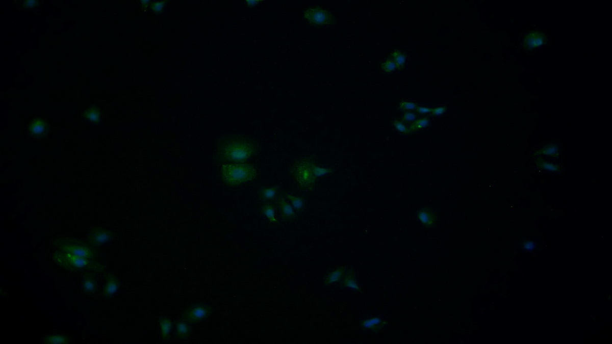 Polyclonal Antibody to Growth Factor Receptor Bound Protein 2 (Grb2)