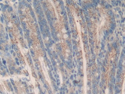 Polyclonal Antibody to Induced Myeloid Leukemia Cell Differentiation Protein Mcl-1 (MCL1)