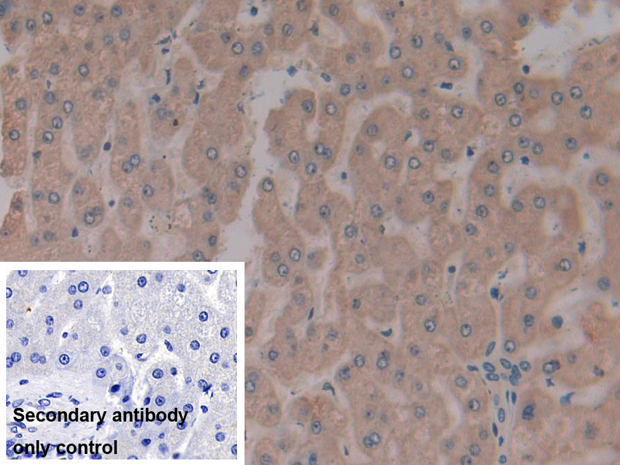 Polyclonal Antibody to Microfibrillar Associated Protein 2 (MFAP2)