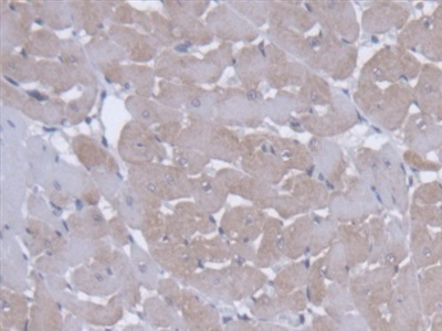 Polyclonal Antibody to Optic Atrophy 3 (OPA3)