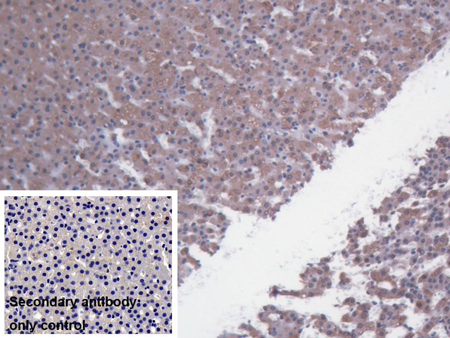 Polyclonal Antibody to Regucalcin (RGN)