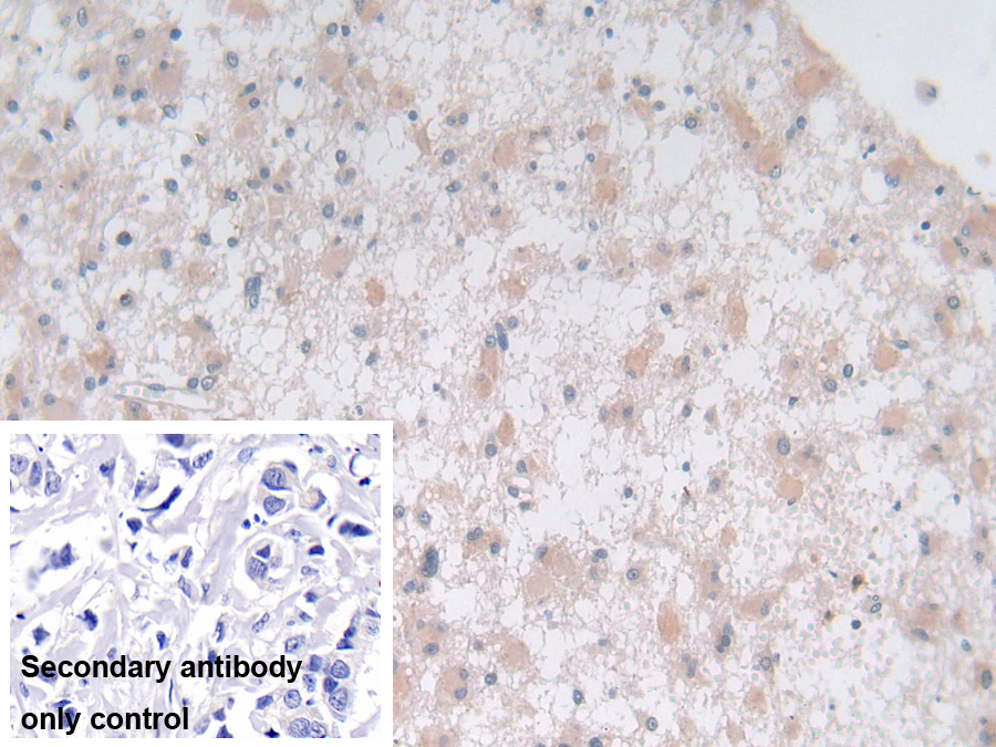 Polyclonal Antibody to Syntaxin 2 (STX2)