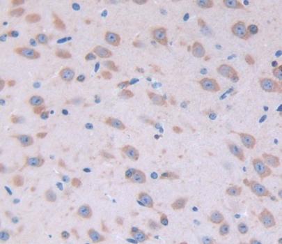 Polyclonal Antibody to Fibroblast Growth Factor 22 (FGF22)