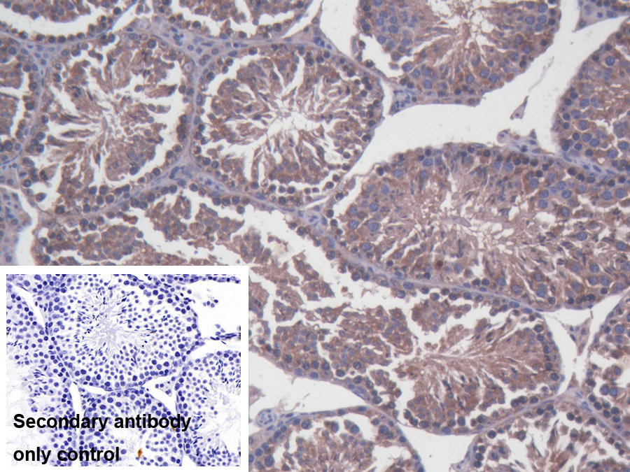 Polyclonal Antibody to Stromal Cell Derived Factor 2 Like Protein 1 (SDF2L1)