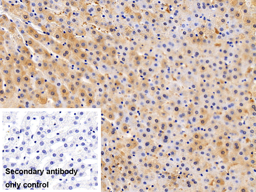 Polyclonal Antibody to Ribonuclease A6 (RNASE6)