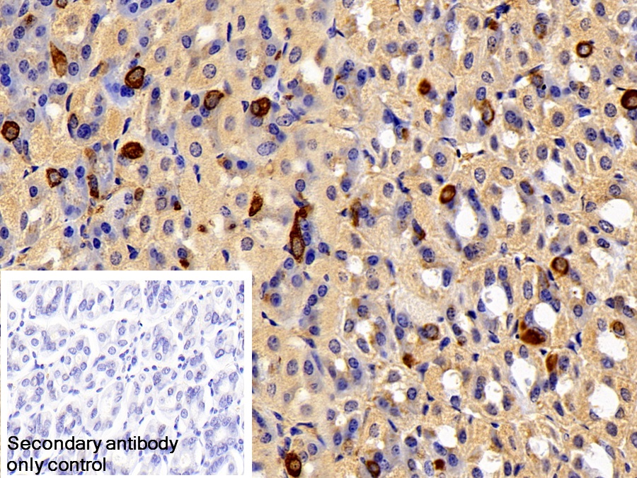 Polyclonal Antibody to Ghrelin/Obestatin Preprohormone (GHRL)