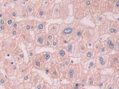 Polyclonal Antibody to Cytochrome P450 1A2 (CYP1A2)