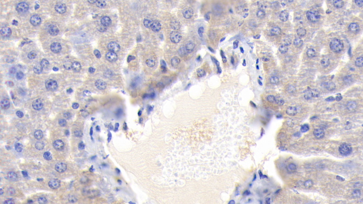 Polyclonal Antibody to Cytochrome P450 1A1 (CYP1A1)