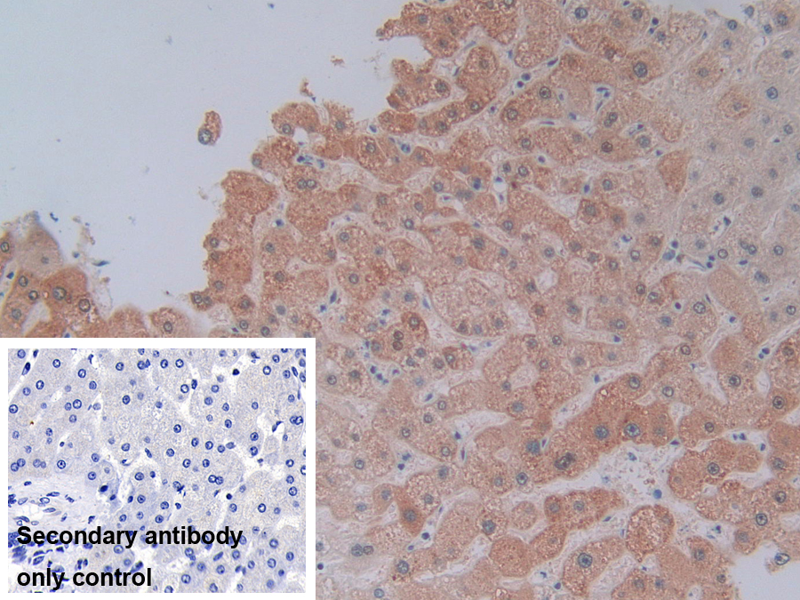 Polyclonal Antibody to Cytochrome P450 3A4 (CYP3A4)