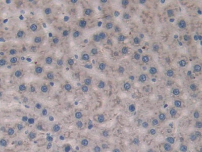 Polyclonal Antibody to Slit Homolog 1 (Slit1)