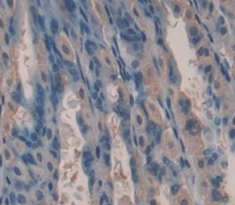 Polyclonal Antibody to Kallikrein 13 (KLK13)