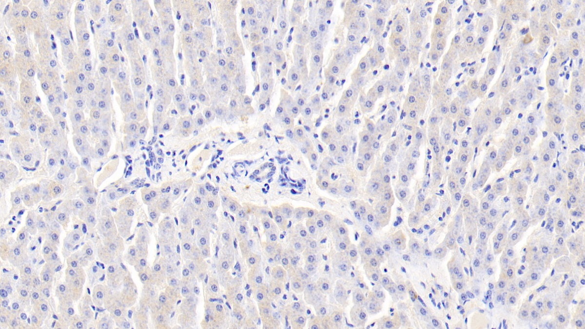 Polyclonal Antibody to Thioredoxin 2, Mitochondrial (TXN2)