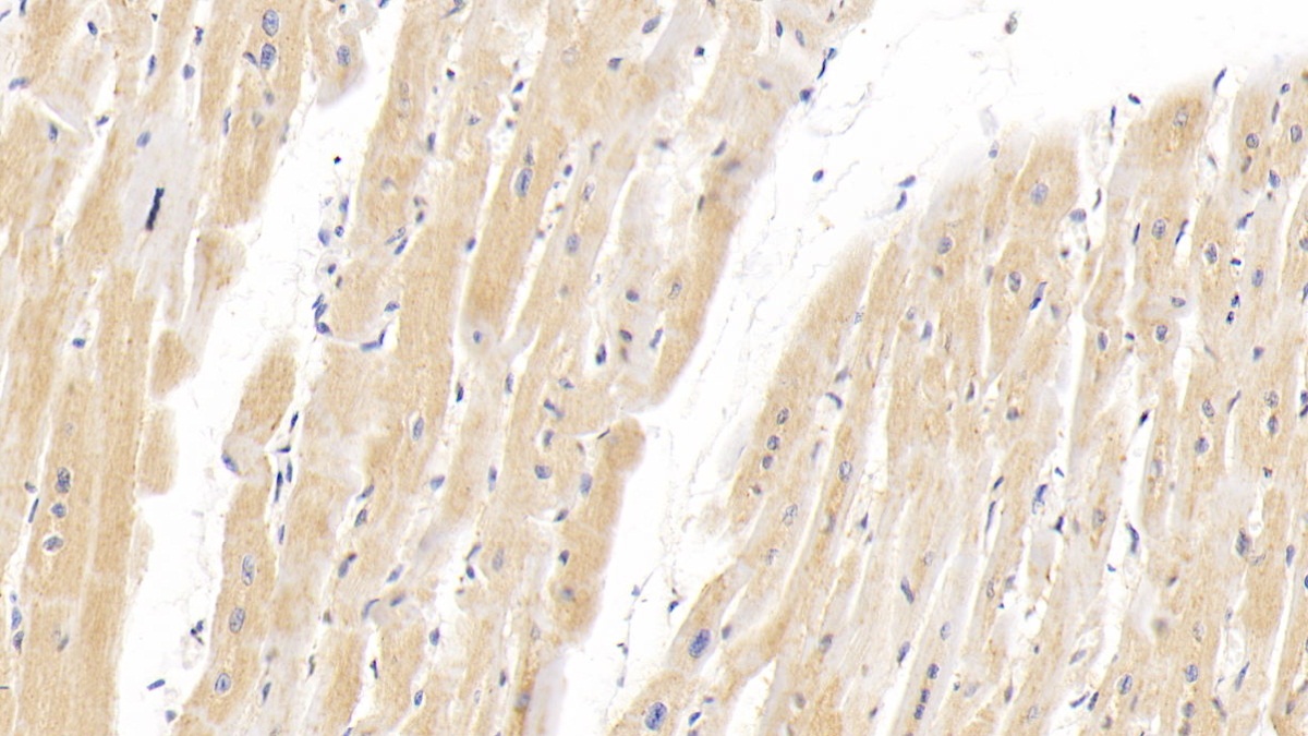 Polyclonal Antibody to Hypoxia Inducible Factor 2 Alpha (HIF2a)