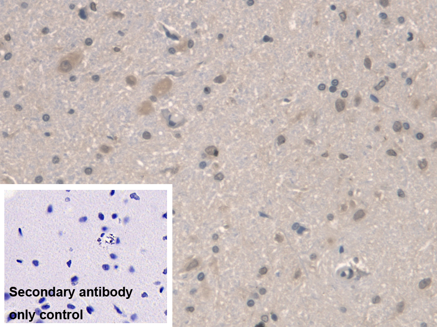 Polyclonal Antibody to Aryl Hydrocarbon Receptor Nuclear Translocator Like Protein (ARNTL)