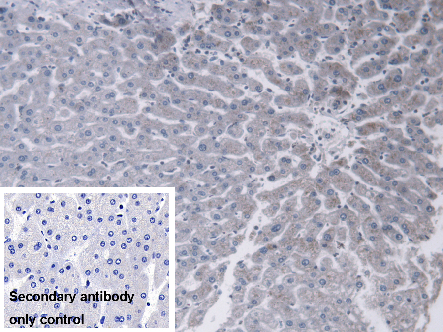 Polyclonal Antibody to Protein Disulfide Isomerase A5 (PDIA5)