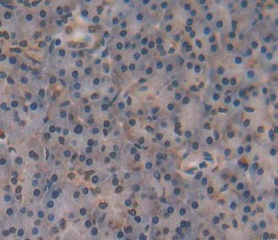 Polyclonal Antibody to Liver Receptor Homolog 1 (LRH1)