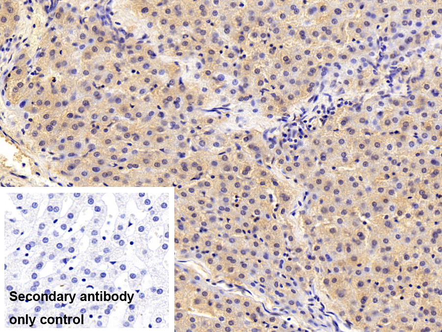 Polyclonal Antibody to Phosphoglycerate Mutase 1, Brain (PGAM1)