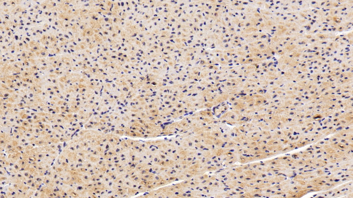 Polyclonal Antibody to FK506 Binding Protein 1B (FKBP1B)