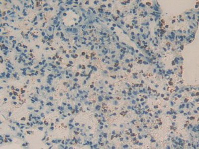 Polyclonal Antibody to Regenerating Islet Derived Protein 3 Gamma (REG3g)