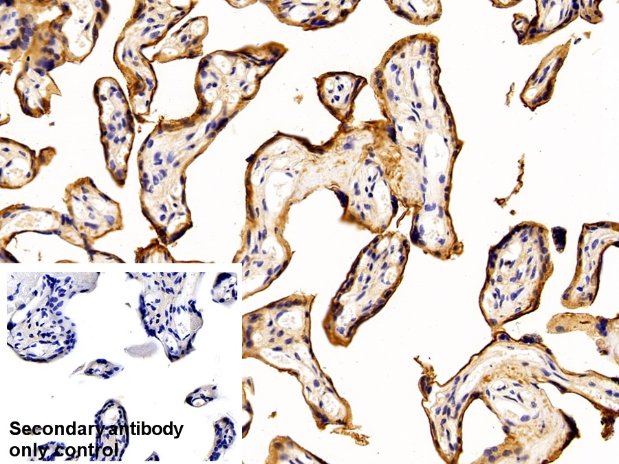 Polyclonal Antibody to Annexin A4 (ANXA4)