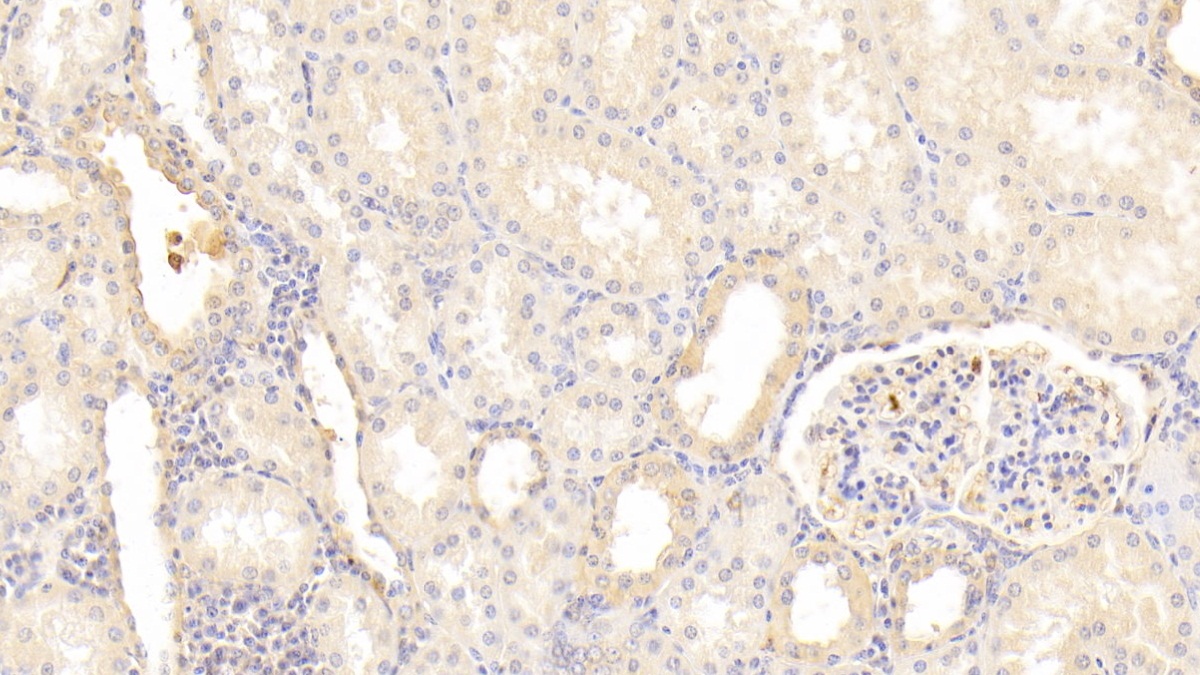 Polyclonal Antibody to Annexin A1 (ANXA1)