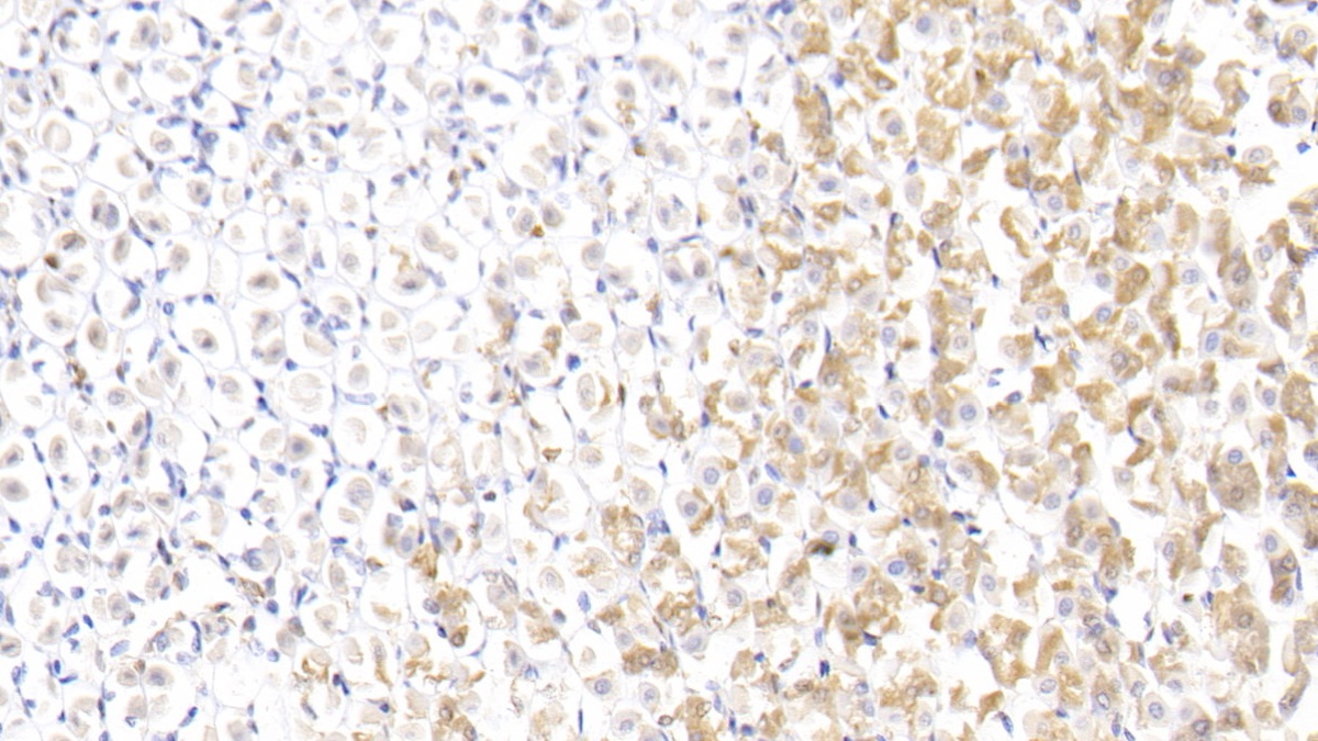 Polyclonal Antibody to Annexin A1 (ANXA1)