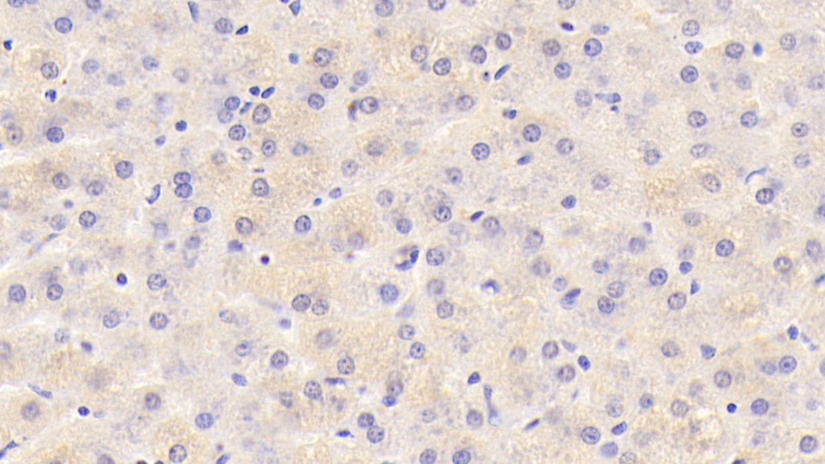 Polyclonal Antibody to Sirtuin 7 (SIRT7)