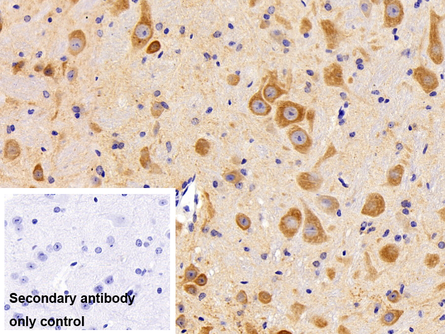 Polyclonal Antibody to Complexin 2 (CPLX2)